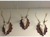 Sitka Deer On Walnut